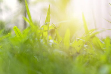 Soyut doğal arka planlar. çim arka planlar. Metin veya tasarım için kopyalama alanı ile.