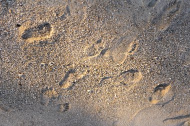 Metin veya tasarım için kumda ayak izi.