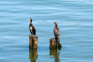 Büyük karabatak (Phalacrocorax carbo). Güney iskelesi, Baltiysk, Kaliningrad bölgesi, Rusya Federasyonu, 12 Temmuz 2017