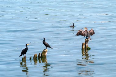 Büyük karabatak (Phalacrocorax carbo). Güney iskelesi, Baltiysk, Kaliningrad bölgesi, Rusya Federasyonu, 12 Temmuz 2017