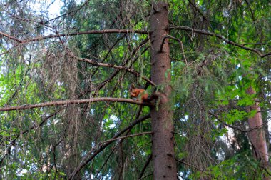 Spruce şubesinde oturan sincap, Rautalahti köyü, Pitkranta bölgesi, Karelia Cumhuriyeti, Rusya Federasyonu, 14 Haziran 2018