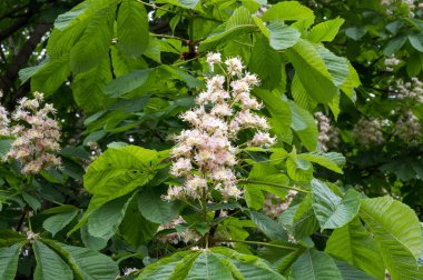 At kestanesi (lat. Aesculus) inflorescence, Reutov, Moskova bölgesi, Rusya Federasyonu, 30 Mayıs 2020