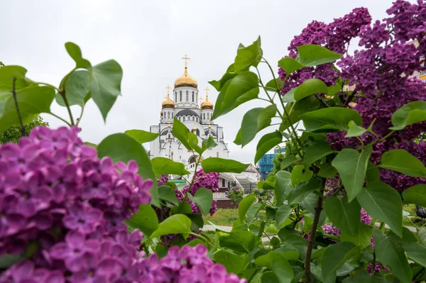 Цветущая Сирень Лат Сиринга Сквере Храма Святой Троицы Москва Московская — стоковое фото