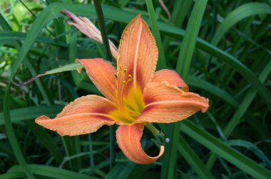 Gündüz çiçeği (lat. Hemerocallis), Moskova, Rusya Federasyonu, 11 Temmuz 2020