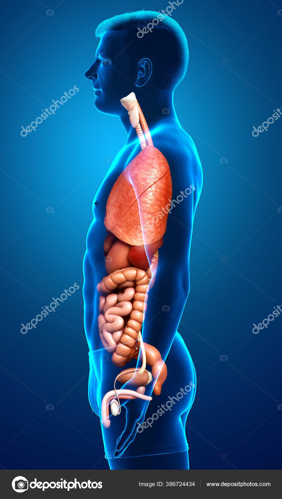 Rendered Medically Accurate Illustration Male Internal Organs — Stock Photo © pixdesign123 ...