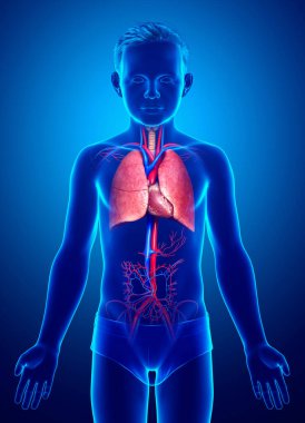 3D, tıbbi olarak genç bir çocuğun akciğer anatomisini gösteriyor.
