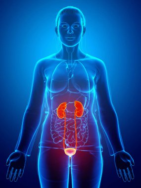 3D üretilmiş, tıbben doğru çizilmiş kadın vurgulanmış böbrekleri ve idrar sistemi.
