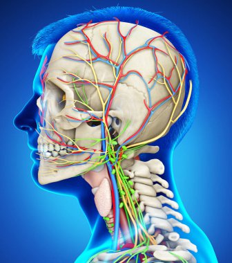 Eğitim için erkek baş anatomisinin 3 boyutlu tıbbi çizimi