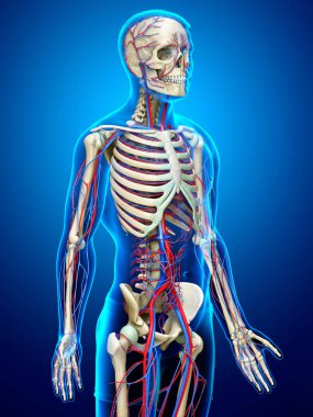 3D, erkek dolaşım ve iskelet sisteminin tıbben doğru çizimi.