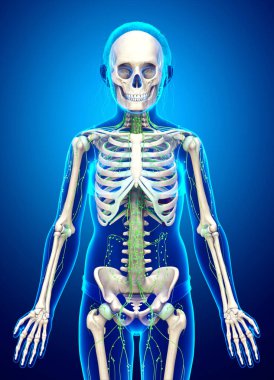 3D, genç bir kızın lenf sisteminin tıbben doğru bir çizimi.