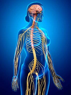 3D, tıbbi olarak bir kadın sinir sisteminin doğru bir örneği.