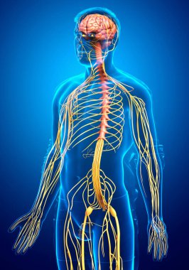 3D, bir erkek sinir sisteminin tıbbi olarak doğru bir gösterimi.