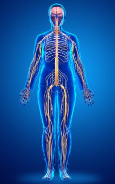 3D, tıbbi olarak bir kadın sinir sisteminin doğru bir örneği.