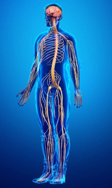 3D, bir erkek sinir sisteminin tıbbi olarak doğru bir gösterimi.