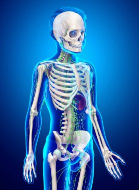 3D, genç bir çocuğun lenfatik sisteminin tıbben doğru bir çizimi.