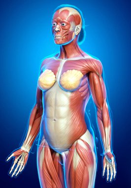 3D, kadın kas sisteminin tıbben doğru bir göstergesi.
