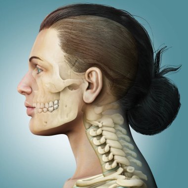 3 boyutlu, tıbbi olarak kadın kafatası ve boyun anatomisini gösteriyor.