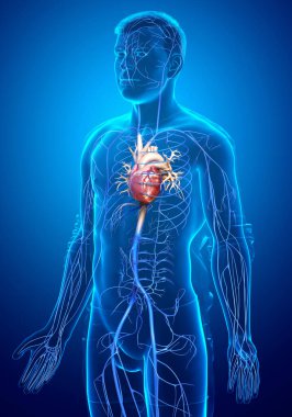 3D, erkek damar anatomisini tıbben doğru gösteriyor.