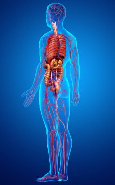 3D, erkek dolaşım sisteminin ve iç organlarının tıbben doğru bir gösterimi.