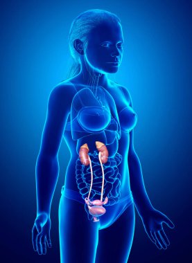3 boyutlu, tıbbi olarak genç kızın böbrek anatomisini gösteriyor.