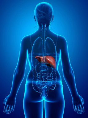 Dişi karaciğer anatomisinin 3 boyutlu, tıbben doğru çizimi