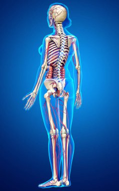 3D, kadın iç organlarının, iskeletinin ve dolaşım sisteminin tıbben doğru bir çizimi.