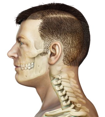 3 boyutlu, tıbben doğru, erkek kafatası ve boyun anatomisi.