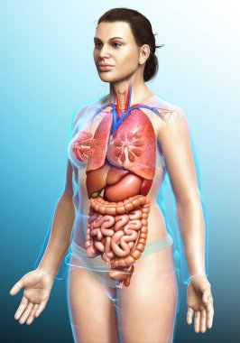 3D tıbbi olarak kadın iç organlarının doğru çizimi