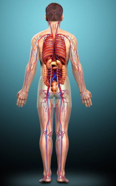 3D, erkek iç organlarının ve dolaşım sisteminin tıbben doğru çizimi.