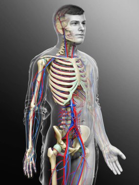 3D, erkek dolaşım ve iskelet sisteminin tıbben doğru çizimi.
