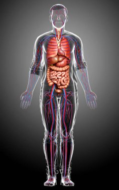3D, erkek dolaşım sisteminin ve iç organlarının tıbben doğru bir gösterimi.