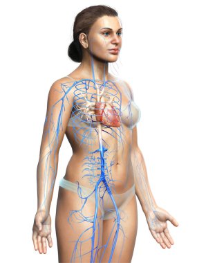 Dişi dolaşım sisteminin 3D çizimi