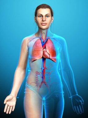 3 boyutlu, tıbbi olarak kadın akciğer anatomisini gösteriyor.