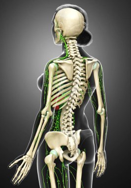 3D, tıbbi olarak bir kadın lenf sisteminin doğru bir çizimi.