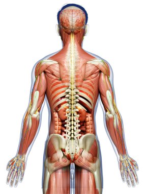 3D, tıbbi olarak erkek anatomisini doğruluyor.