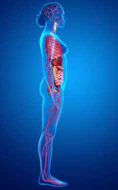 3D, kadın dolaşım sisteminin ve iç organlarının tıbben doğru bir gösterimi.