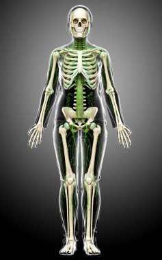 3D, tıbbi olarak bir kadın lenf sisteminin doğru bir çizimi.