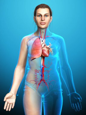 3 boyutlu, tıbbi olarak kadın akciğer anatomisini gösteriyor.