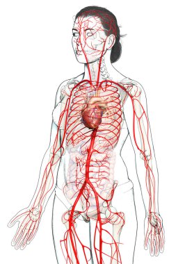 Dişi atardamarların tıbben doğru çizimi 3D