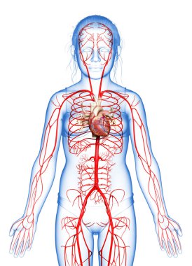 3D, genç kız atardamarlarının tıbben doğru çizimi.