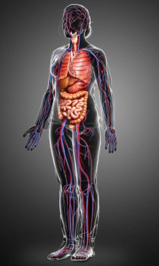 3D, kadın iç organlarının ve dolaşım sisteminin tıbben doğru bir çizimi.