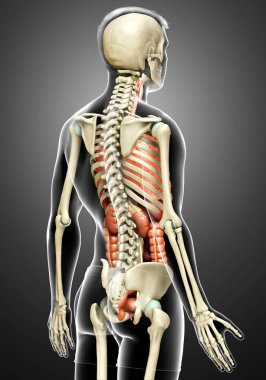 3D, erkek iç organlarının ve iskelet sisteminin tıbben doğru çizimi.