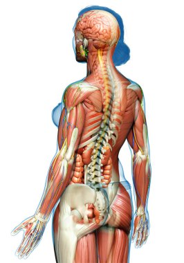 3D, tıbbi olarak kadın anatomisini doğruluyor.