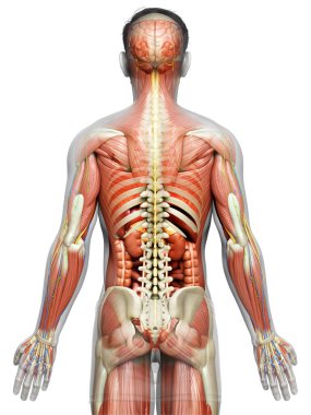 3D, tıbbi olarak erkek anatomisini doğruluyor.