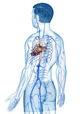 3D, erkek damar anatomisini tıbben doğru gösteriyor.