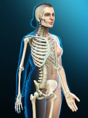 3D üretilmiş, tıbben doğru bir kadın iskelet sistemi çizimi