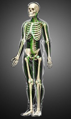 3D, erkek lenf sisteminin tıbben doğru bir çizimi.