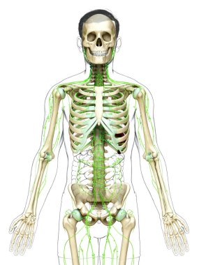 3D, erkek lenf sisteminin tıbben doğru bir çizimi.