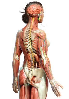 3D, tıbbi olarak kadın anatomisini doğruluyor.