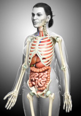 3D, kadın iç organlarının ve iskelet sisteminin tıbben doğru bir gösterimi.